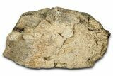 Dinosaur (Triceratops) Frill Shield Section - Montana #347956-1